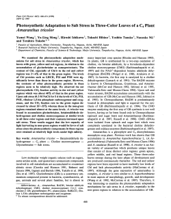 Photosynthetic Adaptation to Salt Stress in Three