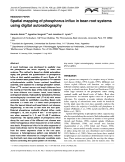 Spatial mapping of phosphorus influx in bean root systems using