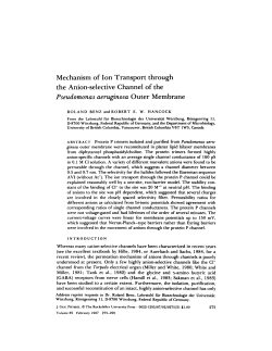 Mechanism of Ion Transport through the Anion