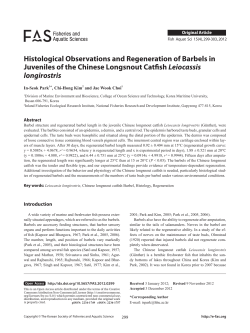 Leiocassis longirostris - E-FAS