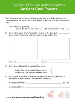Ancient coal forests - National Museum Wales