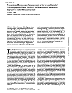 Nonrandom Chromosome Arrangements in Germ Line Nuclei of