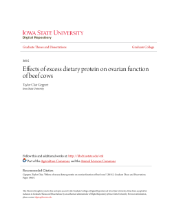 Effects of excess dietary protein on ovarian function of beef cows