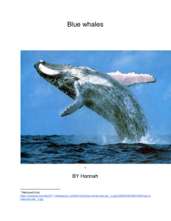 Blue whales