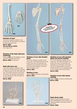 Skeleton of hand Skeleton of the hand with bone numbering
