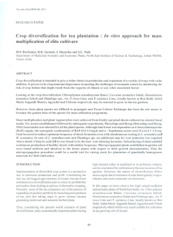 Crop diversification for tea plantation multiplication of elite