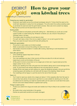 How to grow your own kowhai