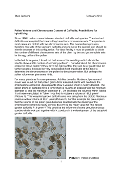 Pollen Volume and Chromosome Content of Daffodils