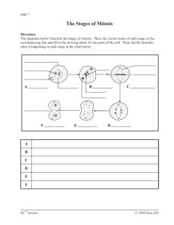 The Stages of Mitosis Resource.indd