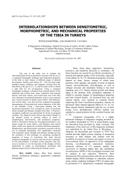interrelationships between densitometric, morphometric, and