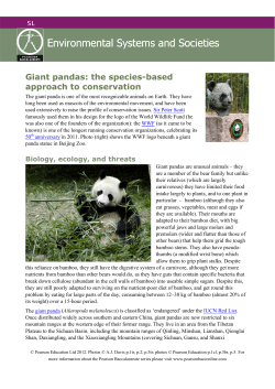 Giant pandas: the species-based approach to