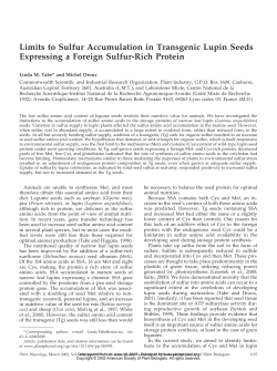 Limits to Sulfur Accumulation in Transgenic Lupin