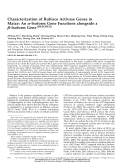 Characterization of Rubisco Activase Genes in Maize: An a