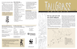 Get up, get out and see some tallgrass