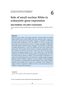 6 Role of small nuclear RNAs in eukaryotic gene expression
