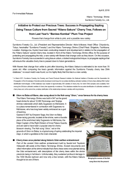 Success in Propagating Sapling Using Tissue Culture from Sacred