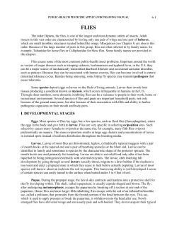 FLIES - University of Florida