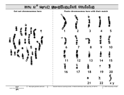 Cut n` Paste Karyotyping Activity