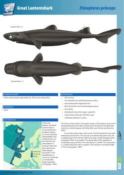Great Lanternshark