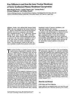 Free Diffusion to and from the Inner Nuclear Membrane of Newly