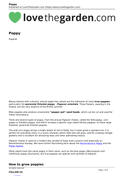 Poppy - Love The Garden