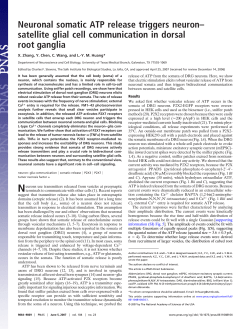 Neuronal somatic ATP release triggers neuron&ndash; satellite glial cell