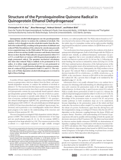 Structure of the Pyrroloquinoline Quinone Radical in Quinoprotein