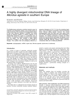 A highly divergent mitochondrial DNA lineage of Microtus