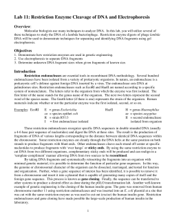 Lab 11: Restriction Enzyme Cleavage of DNA and Electrophoresis