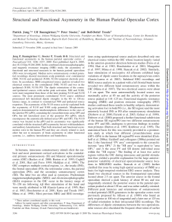 Structural and Functional Asymmetry in the Human Parietal