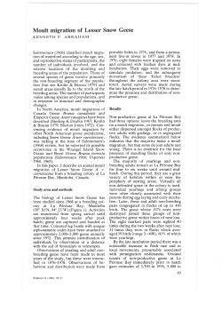 Moult migration of Lesser Snow Geese