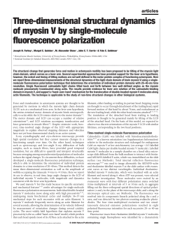 Three-dimensional structural dynamics of myosin V by single