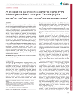 An ancestral role in peroxisome assembly is retained by the