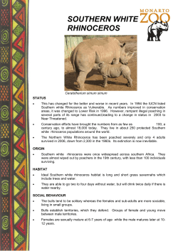 southern white rhinoceros