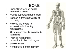 Bones - GMCH