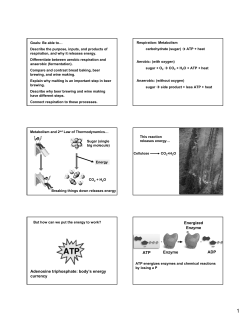 Adenosine triphosphate: body`s energy currency ATP Enzyme