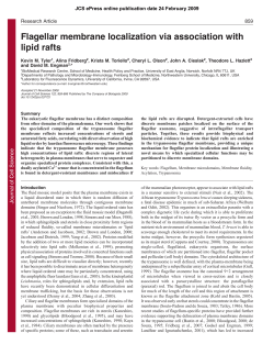 Flagellar membrane localization via association with lipid rafts