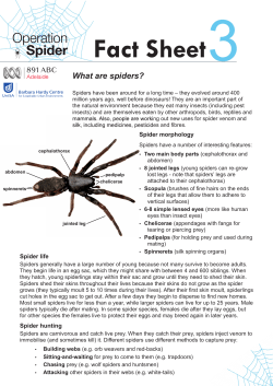 Fact Sheet What are spiders?