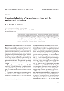Structural plasticity of the nuclear envelope and the endoplasmic