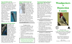 Woodpeckers - Hunterdon County, NJ