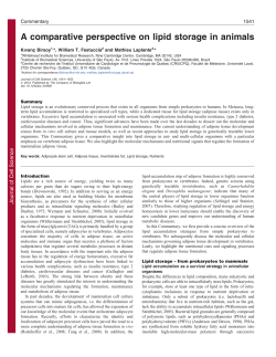 A comparative perspective on lipid storage in animals