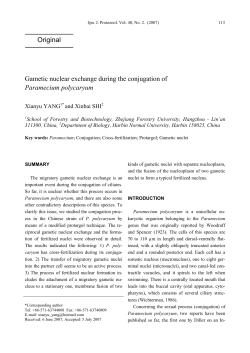 Gametic nuclear exchange during the conjugation of Paramecium
