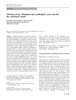 Thermal energy dissipation and xanthophyll cycles beyond the