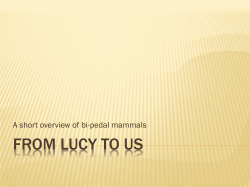 From lucy to us