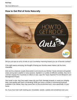 How to Get Rid of Ants Naturally