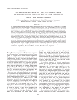 LIFE HISTORY MIGRATIONS OF THE AMPHIDROMOUS RIVER
