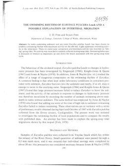 THE SWIMMING RHYTHM OF EURYDICE PULCHRA Leach AND A