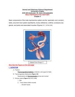 Male Reproductive Anatomy