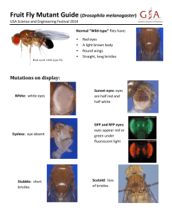 Fruit Fly Mutant Guide (Drosophila melanogaster)