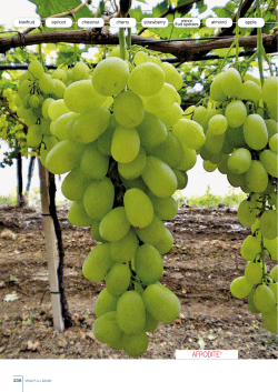 Brochure Table Grapes